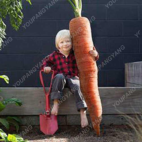 Graines de carottes super grosses en bonsaï Graines de carottes géantes Graines de légumes et de fruits Graines biologiques saines pour le jardin potager Noir Paquet de 100 graines