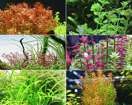 NatureHolic Hintergrund Aquariumpflanzen Set - 6 InVitro - schadstofffreie Wasserpflanzen - abwechslungsreiche Pflanzen im Aquarium - pflegeleichtes Aquascaping Pflanzen Set