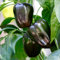 Saterkali Peperoni neri dolci_ semi, 100 pezzi di peperoni dolci_ semi freschi ad alto tasso di germinazione peperoni dolci neri leggeri_ semi per giardino Nero Semi Di Peperoni Dolci