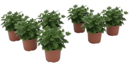 Pack Verano Mediterráneo – Seis Geranio Perfumado Antimosquitos Natural en Maceta | DECOALIVE Plantas Aromáticas de Exterior para Terraza y Jardín