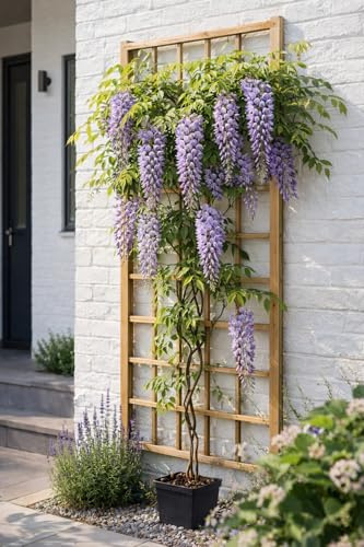 Wisteria formosa ‘Issai’ 180–200 cm – Winterharter Blauregen, duftende Glyzinie, schnellwachsende Kletterpflanze für Garten, Terrasse & Pergola, reich blühend, pflegeleicht