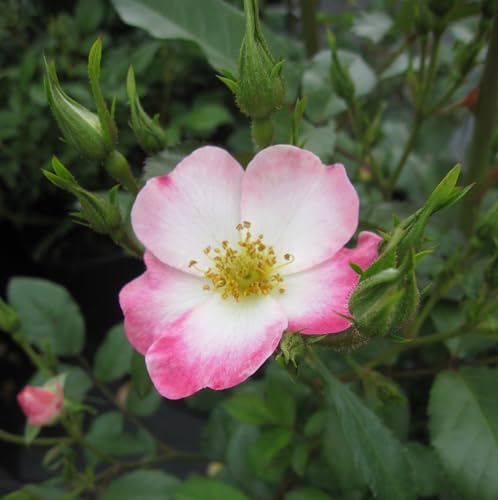 Strauchrose Bukavu - Rosa Bukavu - Moschus Rose - Lens Rose