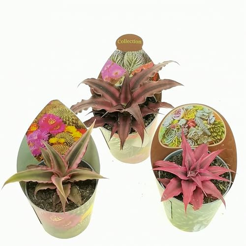 Set di 3 piante grasse vere da collezione in vasi diam. 6.5 cm- Cryptanthus bivittatus mix.
