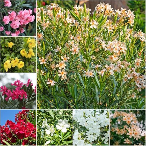 semillas de adelfa resistentes adelfa de balcón primavera semillas decorativas bonsái balcón 30pcs