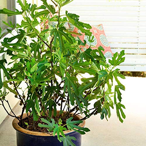 Dwarf Fig Plant Patio Fruit Tree ‘Little Miss Figgy’ Ficus carica Common Fig Hardy Shrub Plants Easy to Grow Your Own Ourdoor Garden Fruit Trees Supplied in 9cm pots by Thompson and Morgan (2)