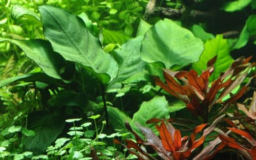 AquaOne Aquarium Pflanze Anubias barteri caladiifolia Wurzelstock/Rhizom | Wasserpflanze Aquariumpflanze voll durchwurzelt einfach pflegeleicht Aquascaping Dekoration