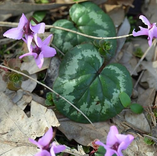 Frühlings-Alpenveilchen - Cyclamen coum