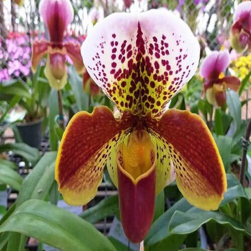 100 semi misti di orchidea paphiopedilum