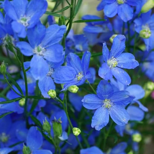 rittersporn - bodendecker blumensamen mehrjährig winterhart ritterspornsamen frühlingsblume winterharte kübelpflanzen gartendeko für draußen kräuterpflanzen herbst deko winterharte 60samen
