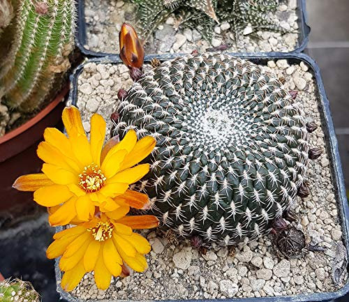 Fangblatt - Sulcorebutia arenacea - Kaktus mit orange-gelber Blüte - pflegeleichte Sukkulente/Zimmerpflanze