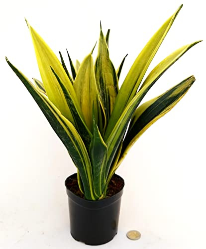 POWERS TO FLOWERS - SANSEVERIA GOLDEN FLAME, vaso 13cm, pianta vera