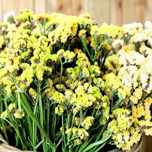 Statice Yellow Sea Lavender - 100 Seeds + Plant tag + Freebie - Limonium sinuatum