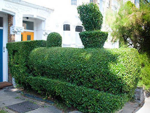 Ligustro Arbusto, Ligustrum vulgare, 150 halb (Hardy, Veloce, Kartoffel, Hecke)