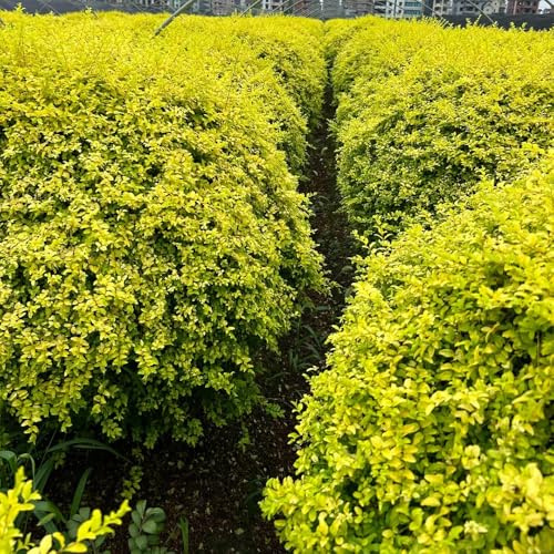 Semi di siepe di ligustro, arbusti a crescita rapida Ligustro lucido, verdi rare da giardino roccioso autunnali 500pcs