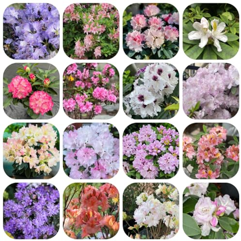 semi di rododendro - resistente biologici balcone copertura del terreno 30pcs
