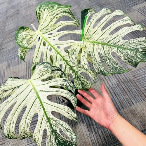 semillas de monstera raras - exóticas, resistentes 50pcs