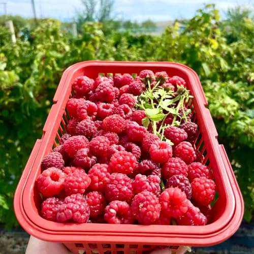 Himbeeren - balkongewächshäuser säulenobst seltene geschenke für exotische alte sorten zwergobstbäume winterhart obstbäume kaufen obstbaum obstpflanzen 100Samen