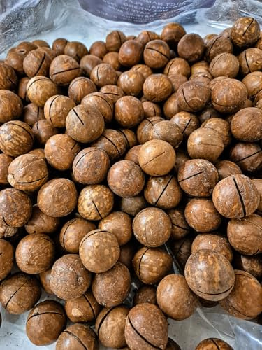 Noci Di Macadamia In Guscio Tostate Incise 1Kg Frutta Secca Naturale Snack Gourmet Croccante Con Chiave Apriguscio Inclusa