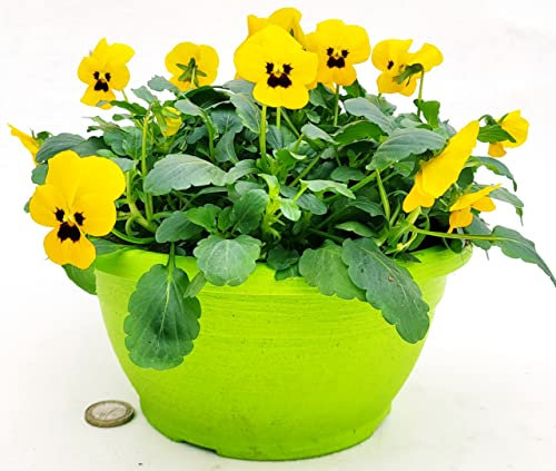 POWERS TO FLOWERS - VIOLE DEL PENSIERO, VIOLA A FIORE PICCOLO GIALLO IN CIOTOLINA 20CM DIAMETRO, pianta vera