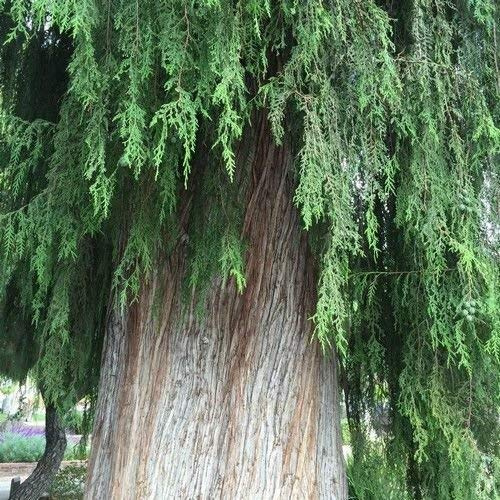 Semi cinese Piangente Cipresso (Cupressus funebri) 20 + Semi : Solo semi