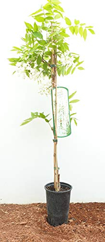 Wisteria sinensis 'Alba' 60–100 cm – Winterhart, Mehrjährig, Pflegeleicht – Chinesischer Blauregen – Kletterpflanze für Pergola & Rankhilfe