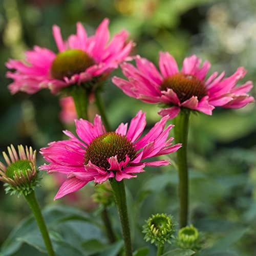 Echinacea SunSeekers Purple - Sonnenhut | Gartenfertige mehrjährige Pflanzen für draußen