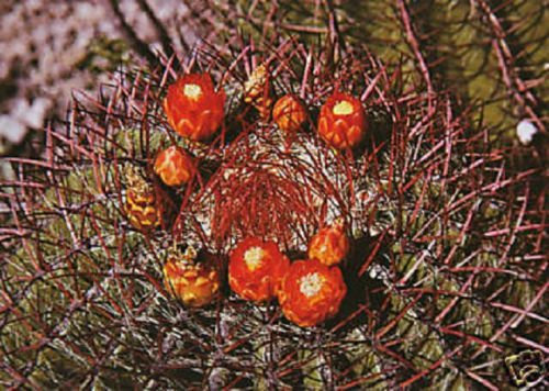 Ferocactus pringlei Barile Kaktus in der Wüste, seltener pastöser, halbfester Kaktus 50 SEMI