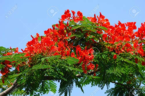 Flammenbaum (Delonix Regia) - 10 Samen - wunderschöner Baum sehr gut auch als Kübelpflanze