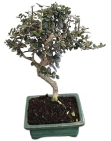 Árbol de Olivo en Formato Bonsái con Maceta de Cerámica