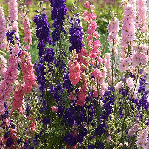 Dwarf Larkspur Seeds Seven Different Coloured Blooms Annual Delphinium Hardy Annual Easy to Grow Your Own Garden Flowers 1x Packet (Approx. 150 Seeds) by Thompson and Morgan