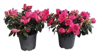 Azalea ROSA Pack 2 Plantas Naturales con Flores de Color Rosa
