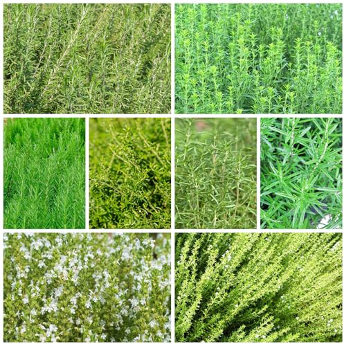 semi di santoreggia biologici, balcone resistenti alla serra per il giardino, 500pcs