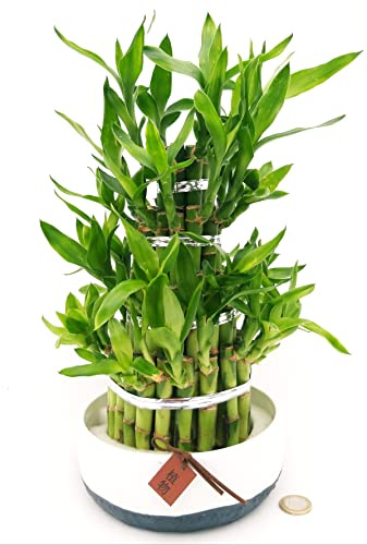POWERS TO FLOWERS - LUCKY BAMBOO A 4 PIANI, Pianta Vera