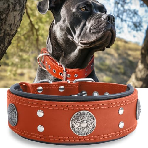 Hundehalsband Leder 5 cm Breites,Handgefertigt Weich und Luxuriös,Orange S | Robustes Echtes Lederhalsband, Auffällige Beste Wahl für Große und Mittelgroße Hunderassen, 42,5-52,5 cm