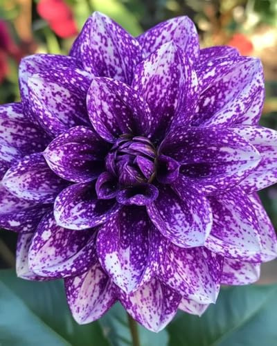 Mysteriöse magische Glühbirne,Dahlien tuber,2025 Blumenzwiebel,Winterhart zwiebeln,Mix Winterhart pflanzen, Fall or Spring Planting -2 Dahlien Zwiebeln-G