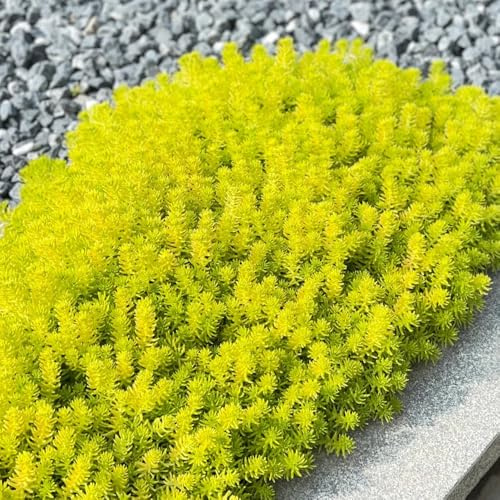 Semillas de Sedum Lineare, jardín de semillas de silvestres exóticas semillas de mariposas variedades antiguas 600pcs