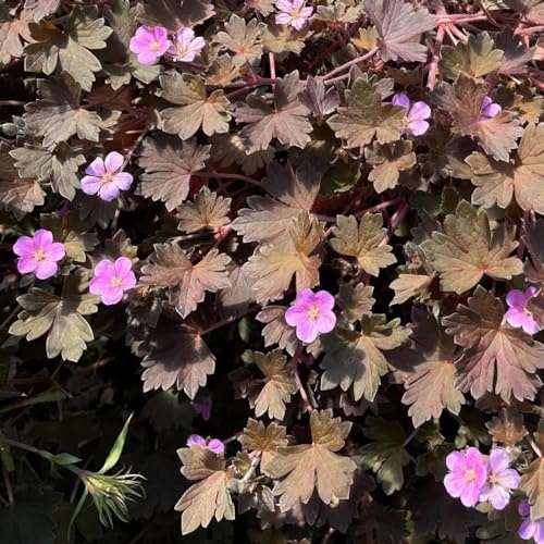 semi di geranio, giardino decorazioni balcone in vaso 125pcs