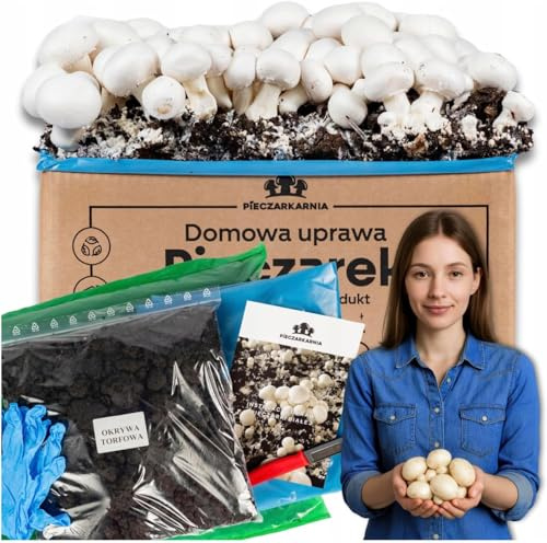 Champignon Zuchtset 30 kg – Frische Pilzkultur weißer Champignons für Zuhause – Komplettset mit Myzel, Torf-Abdeckung, Anleitung & Kartonbox – Einfacher Pilzanbau zum Selberzüchten + Gratis