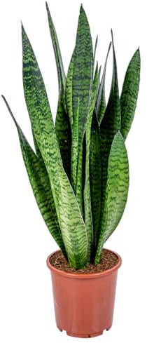 Bloomique - 2er-Set - Sansevieria Zeylanica - Bogenhanf - Sukkulenten - Zimmerpflanzen - Sehr Pflegeleicht - Höhe 60-70 cm - Topf 17 cm