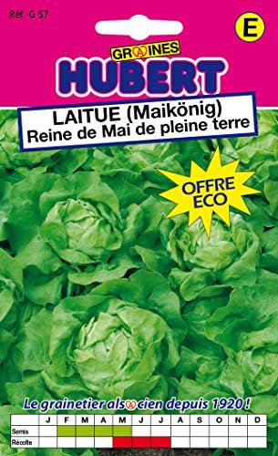 Graines de Laitue Reine de Mai de pleine terre - Format ECO - 9 grammes
