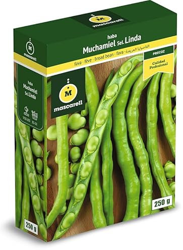 Mascarell Semillas, HABA MUCHAMIEL LINDA, Semillas Leguminosas, Fácil de Cultivar en Casa, 250 G.