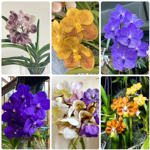 Semi di orchidea Vanda, rare decorazione soggiorno regali per gli amanti del giardino semi esotici da giardino roccioso 60pcs