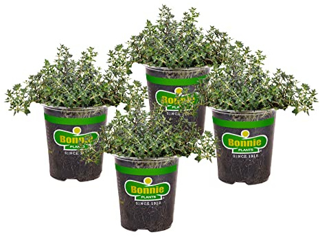 Bonnie Plants German Thyme Live Herb Plants - 4 Pack, Perennial In Zones 5 to 9, In Bouquet Garni; Aromatic Dishes