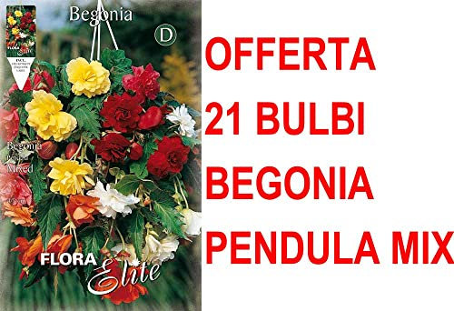 OFFERTA 21 BULBI BEGONIA PENDULA IN MIX DI COLORI BULBS BULBES