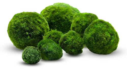 10 unidades+1 bolas de musgo para acuario, Cladophora aegagropila linneiae, musgo, plantas acuáticas, plantas acuáticas, decoración para acuario, musgo, plantas auténticas, marimo, bolas de musgo (2-3