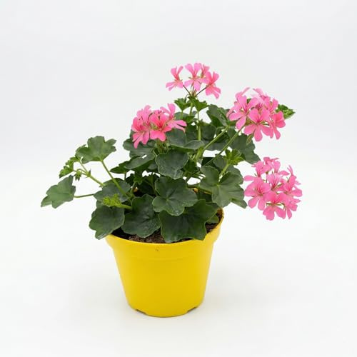 Geranio Edera Parigino Rosa Pianta in Vaso | Geranio Ricadente per Balcone e Terrazzo | Fiori Rosa a Cascata | Fioritura Abbondante Primaverile Estiva | Facile da Coltivare
