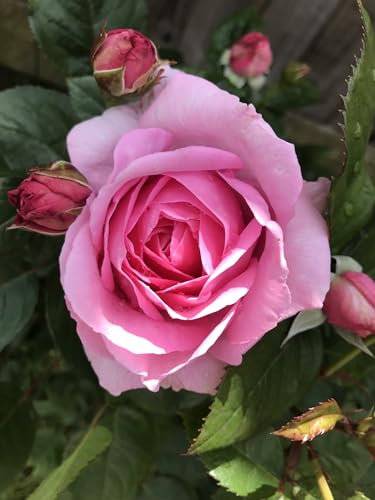Mum in a Million-Mother’s Day Gift - Pink Hybrid Tea Rose-Large, Fragrant, Repeat-Flowering Blooms- Ideal for Gardens or as a Gift in a 4.5 Litre Pot. Fully Established- Garden Ready.