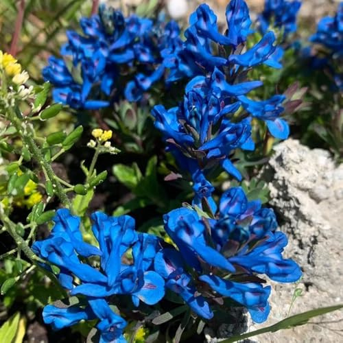 semi di speronella - primaverili, resistenti semi di perenni selvatici da balcone balcone giardino selvatici perenni resistenti 150pcs