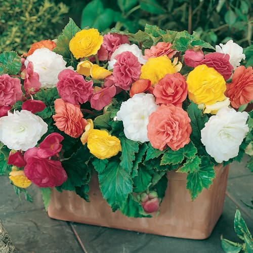 YouGarden Begonia 'Bonanza', Set of 30 Mixed Tubers, with Upright, Trailing, and Begonia 'Non Stop', Ready to Grow On and Plant Out, Summer Flowering Begonia, Grow in Pots and Garden Borders