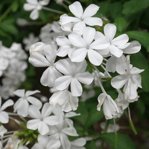 100 graines de fleurs de Plumbago blanc